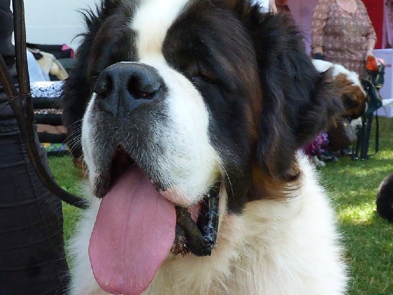 Publication : Des Légendes De Bretagne Auteur : maeva quéméneur