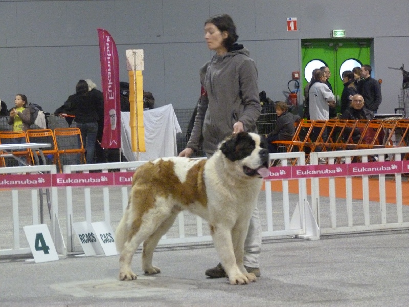 Ginger do ferrador - 1 er excellent