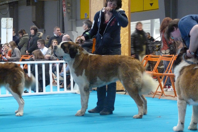 CH. Hinka Des Légendes De Bretagne - 2 ème excellent