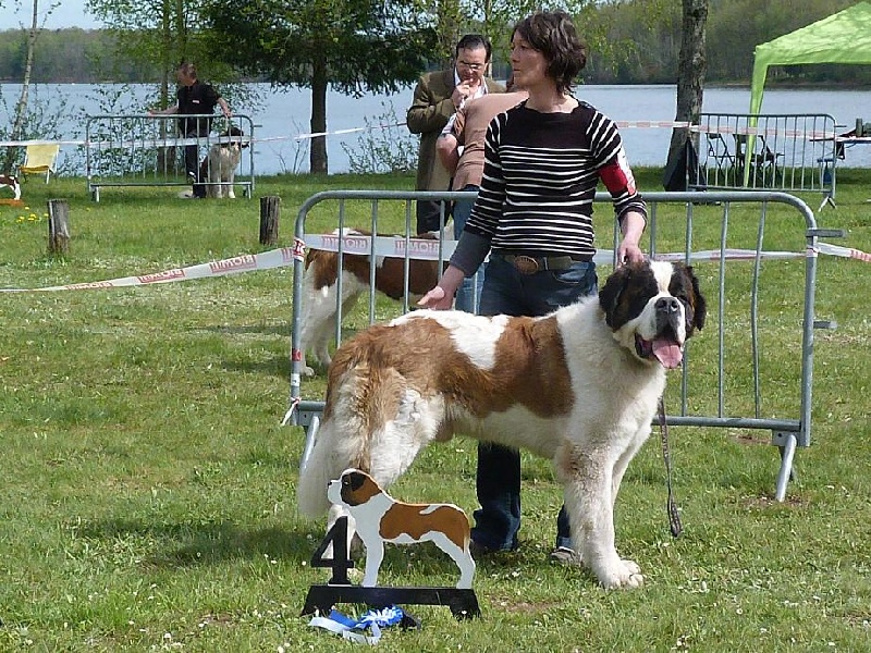 Ginger do ferrador - 4 ème excellent