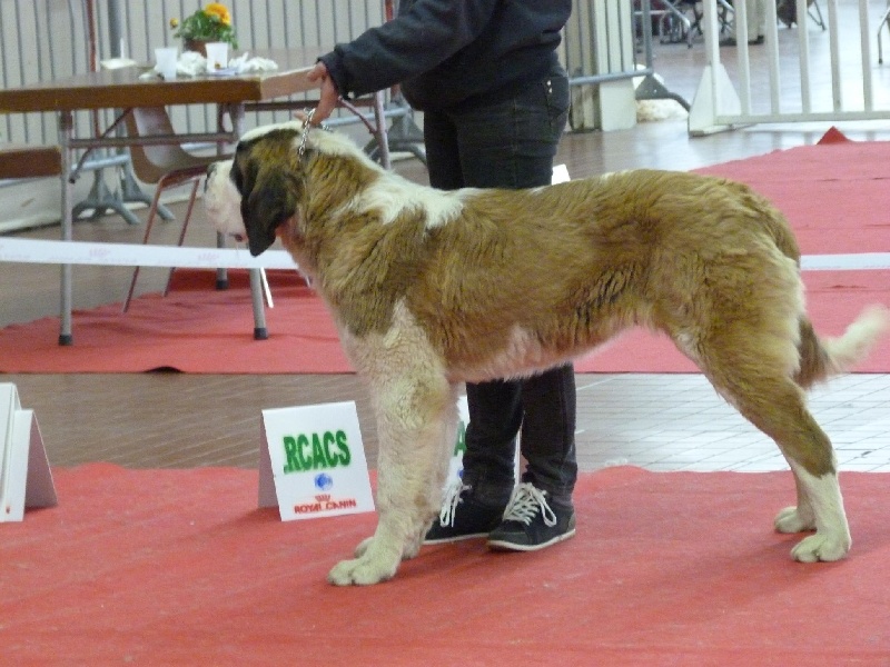 CH. Hinka Des Légendes De Bretagne - 1 très prometteur - Meilleur Puppy