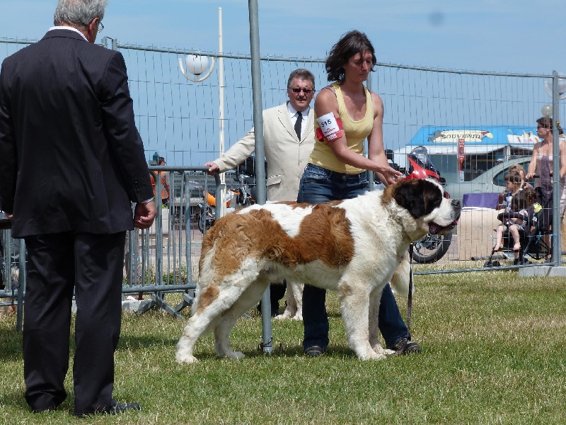 Ginger do ferrador - 1 er excellent CACS