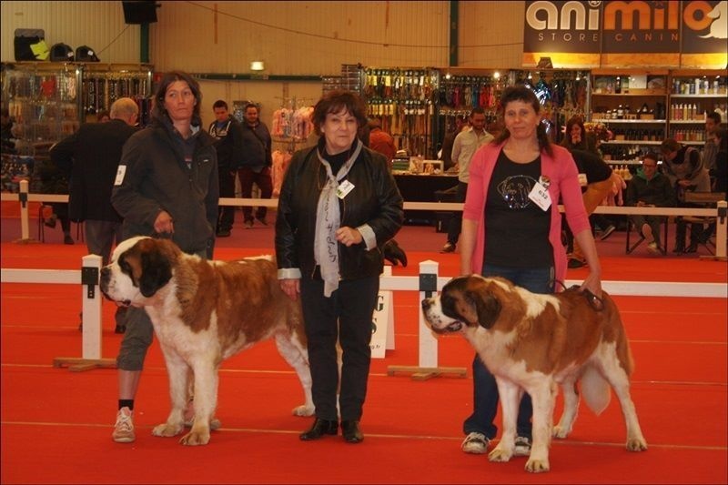 CH. Hinka Des Légendes De Bretagne - 1er Excellent CACS - CACIB - Meilleur de la Race
