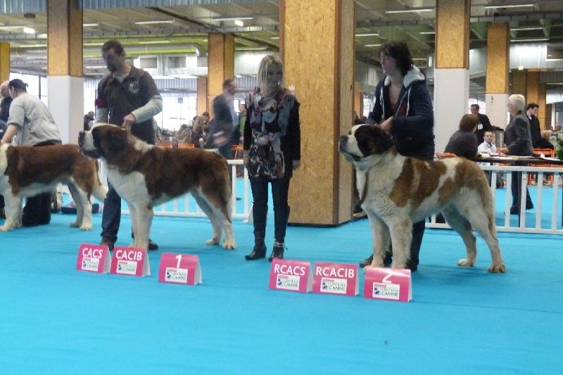 Ginger do ferrador - 2 ème excellent rcacs - rcacib