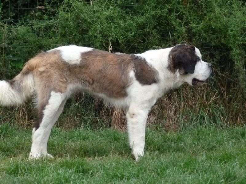 Bonita della corte gonzaga - Prometteur & Meilleur Puppy