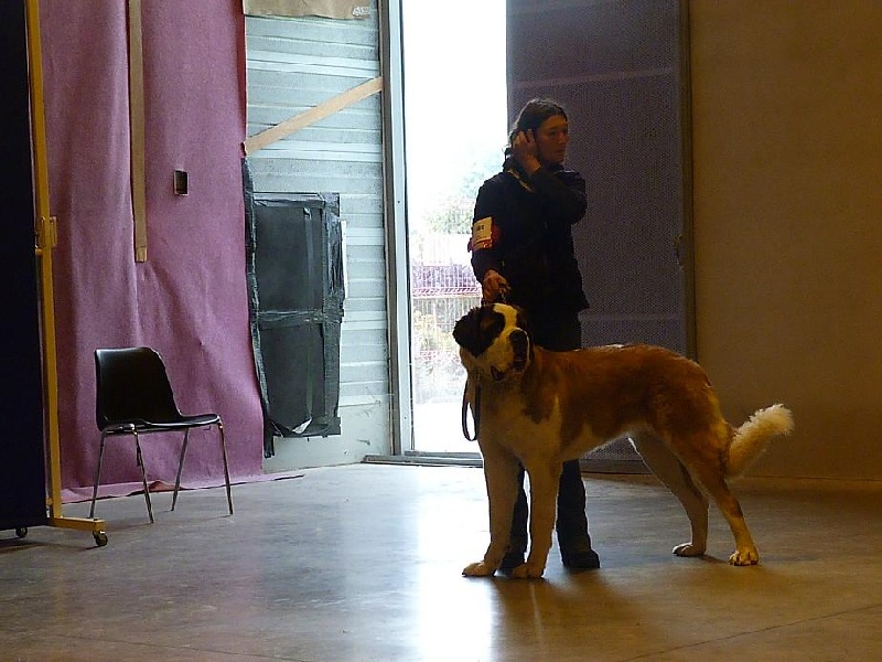 CH. Hinka Des Légendes De Bretagne - 1 er excellent Meilleur Jeune