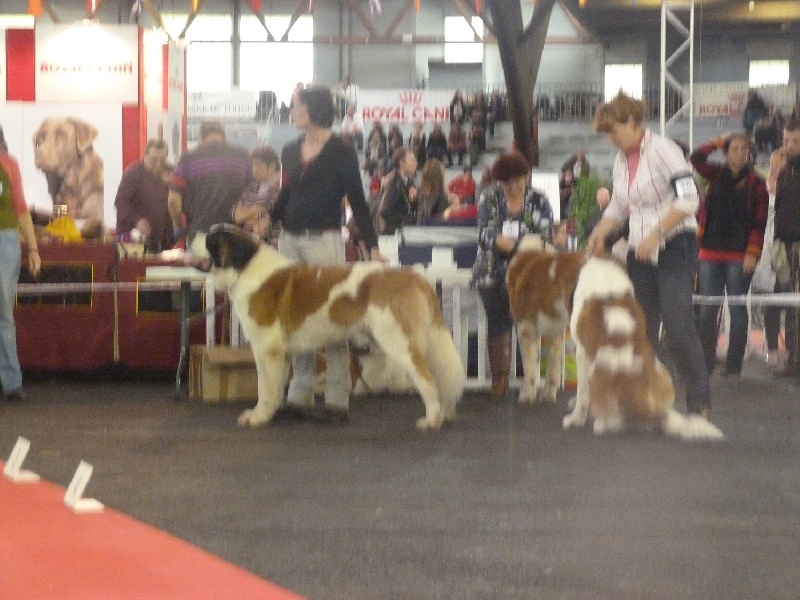 Ginger do ferrador - 1 er excellent CACS CACIB