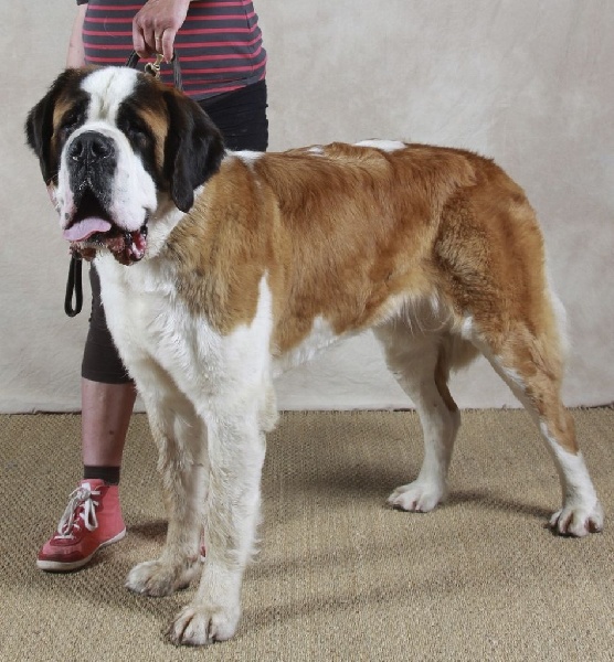 CH. Hinka Des Légendes De Bretagne - 2ème Excellent