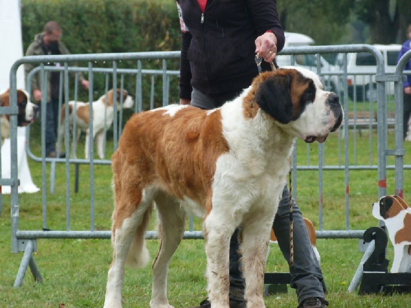 CH. Hinka Des Légendes De Bretagne - 2ème EXCELLENT +