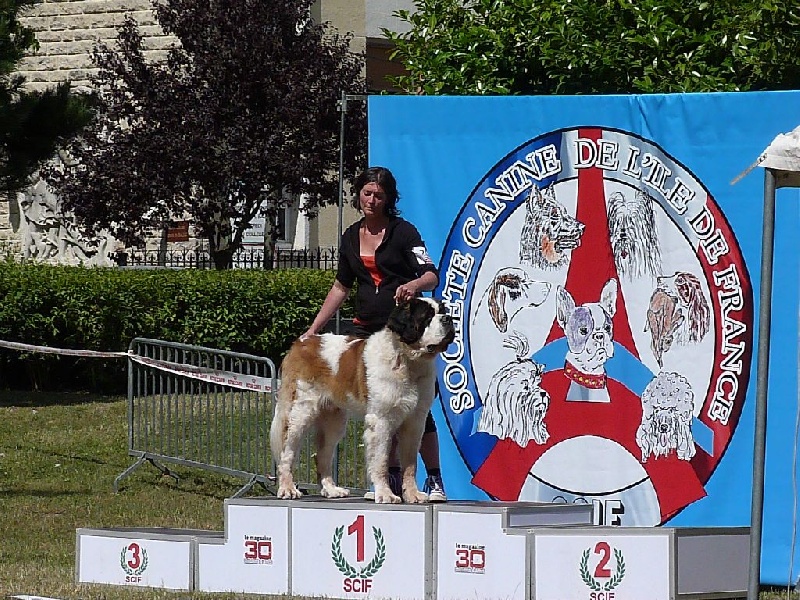 Ginger do ferrador - Excellent + Meilleur tete et meilleur de la race