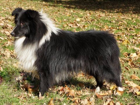 Publication : Des Cerberes De L'isaac