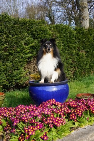 Publication : Des Cerberes De L'isaac