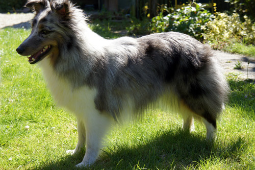 Publication : Des Cerberes De L'isaac