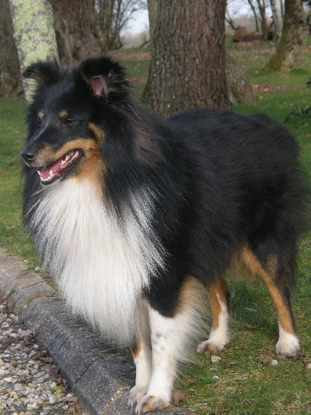 Publication : Des Cerberes De L'isaac