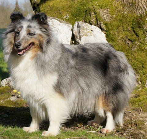 Publication : Des Cerberes De L'isaac