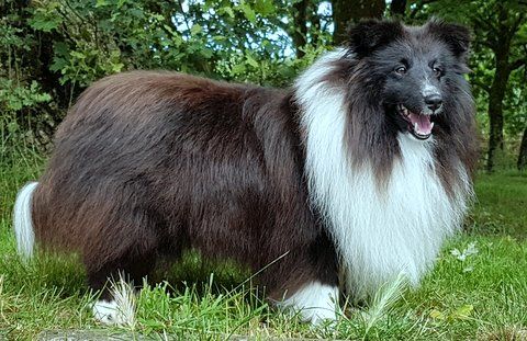 Publication : Des Cerberes De L'isaac