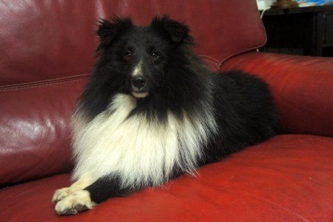 Publication : Des Cerberes De L'isaac