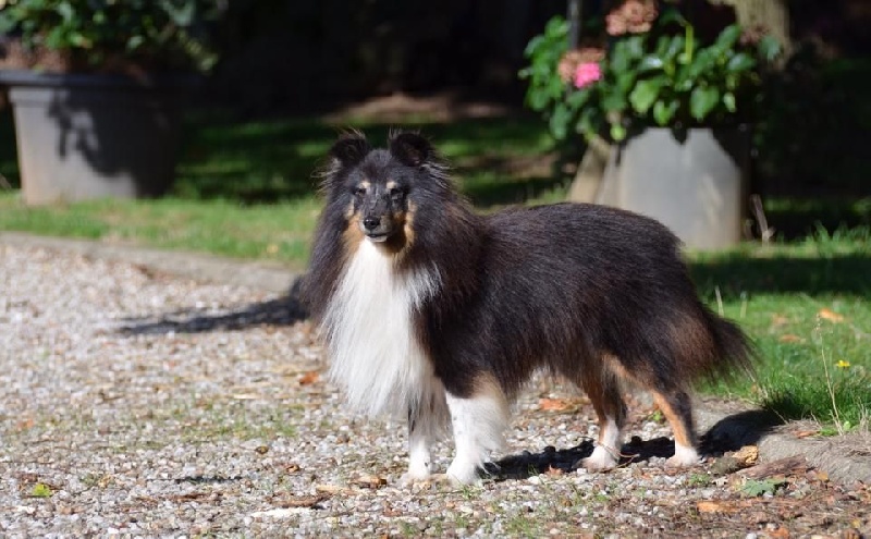 Publication : Des Cerberes De L'isaac