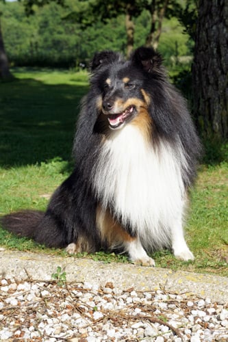 Publication : Des Cerberes De L'isaac