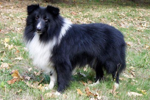 Publication : Des Cerberes De L'isaac