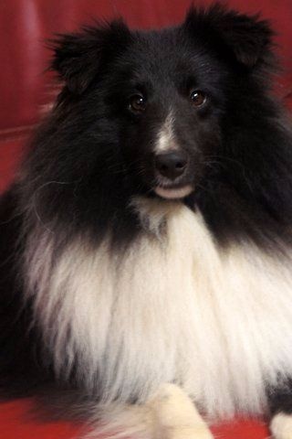 Publication : Des Cerberes De L'isaac