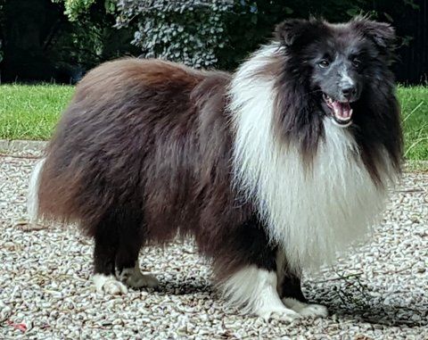 Publication : Des Cerberes De L'isaac