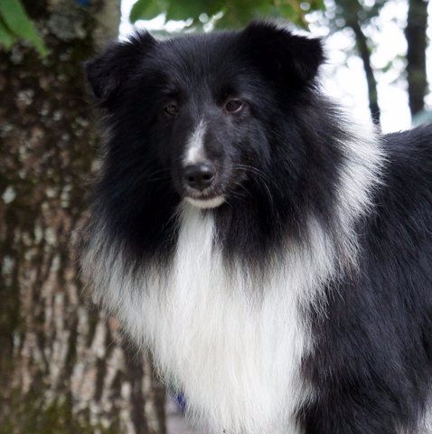 Publication : Des Cerberes De L'isaac