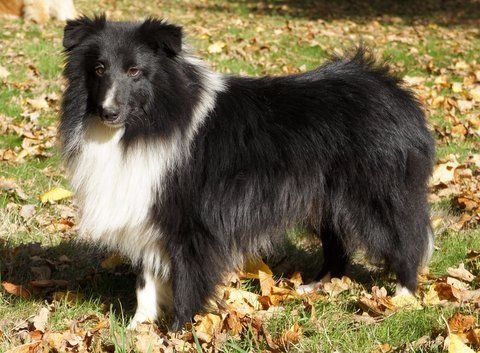 Publication : Des Cerberes De L'isaac