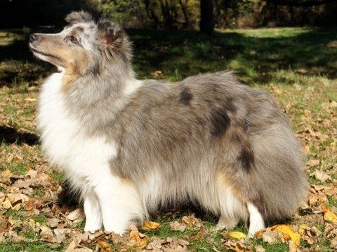 Publication : Des Cerberes De L'isaac