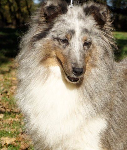 Publication : Des Cerberes De L'isaac