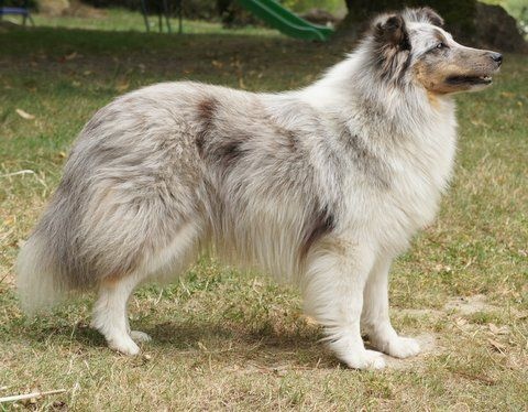 Publication : Des Cerberes De L'isaac