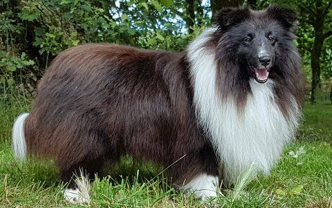 Publication : Des Cerberes De L'isaac