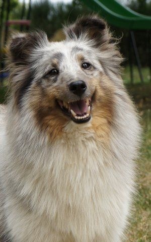 Publication : Des Cerberes De L'isaac