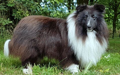 Publication : Des Cerberes De L'isaac