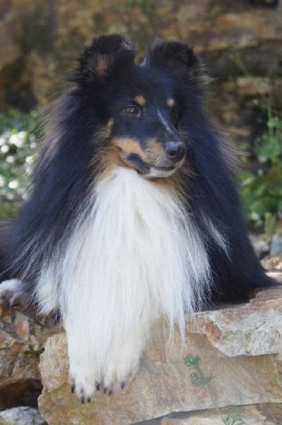 Publication : Des Cerberes De L'isaac