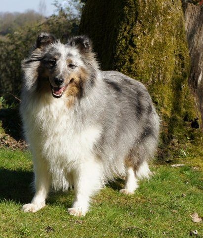 Publication : Des Cerberes De L'isaac