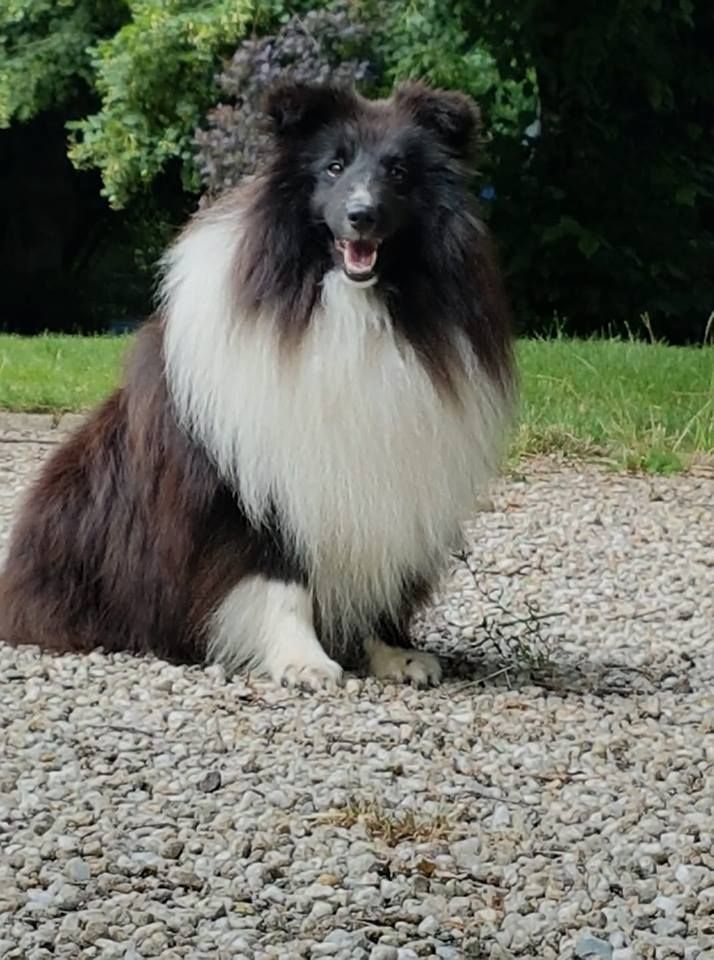 Publication : Des Cerberes De L'isaac