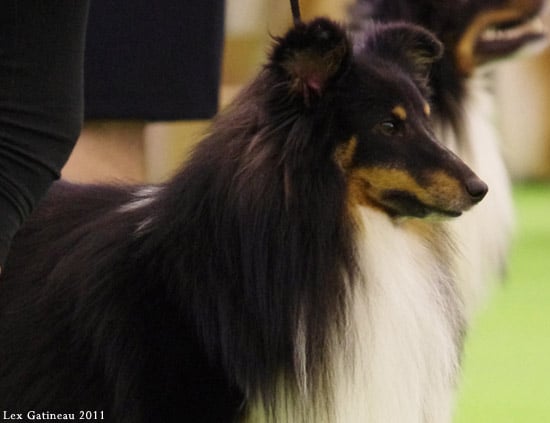 Publication : Des Cerberes De L'isaac