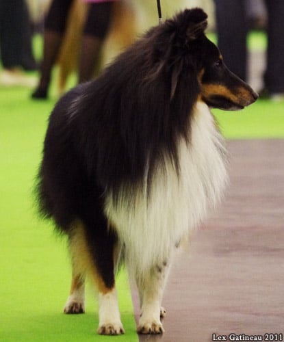 Publication : Des Cerberes De L'isaac