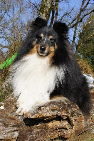 Publication : Des Cerberes De L'isaac