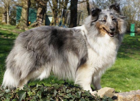 Publication : Des Cerberes De L'isaac