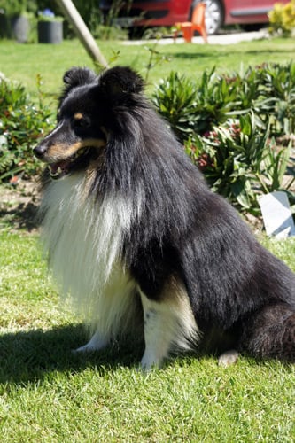 Publication : Des Cerberes De L'isaac