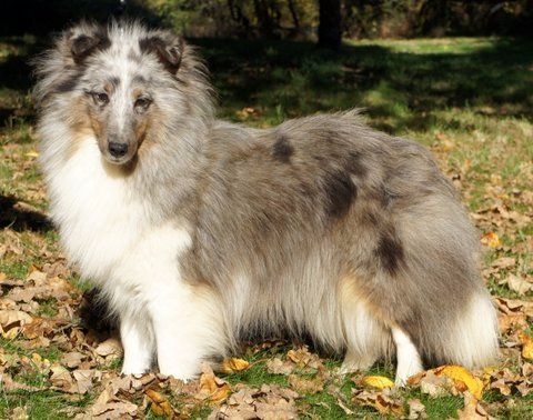 Publication : Des Cerberes De L'isaac