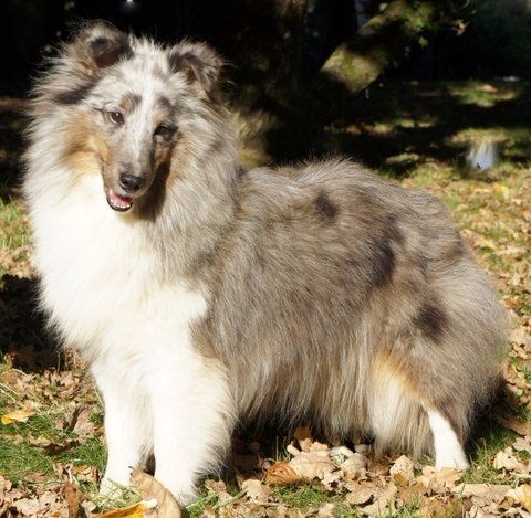 Publication : Des Cerberes De L'isaac