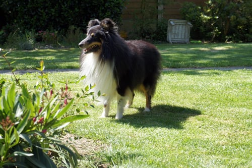 Publication : Des Cerberes De L'isaac