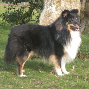 Publication : Des Cerberes De L'isaac