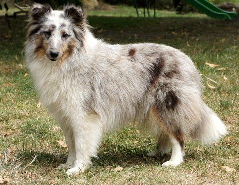 Publication : Des Cerberes De L'isaac