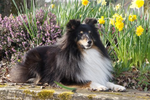 Publication : Des Cerberes De L'isaac