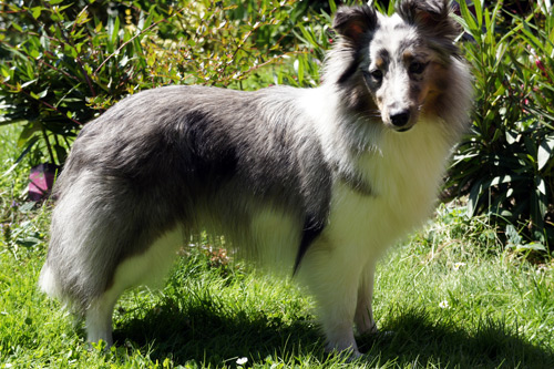 Publication : Des Cerberes De L'isaac