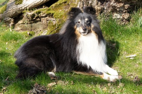 Publication : Des Cerberes De L'isaac